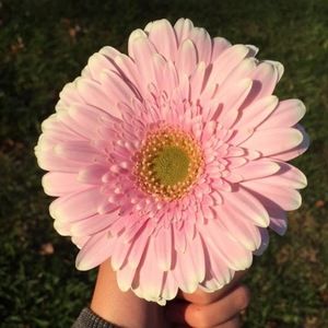 Meet your Posher, Evelyn